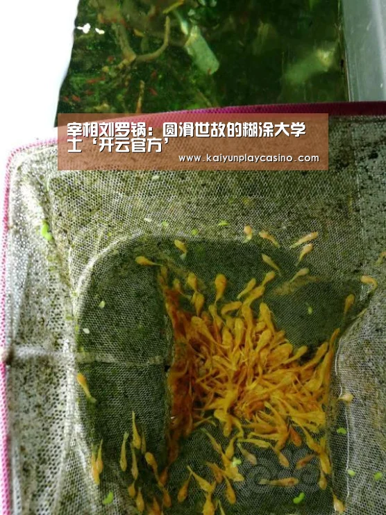宰相刘罗锅:圆滑世故的糊涂大学士‘开云官方’(图1) 开云安装